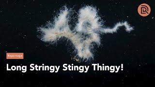 Long Stringy Stingy Thingy [upl. by Osnofledi]