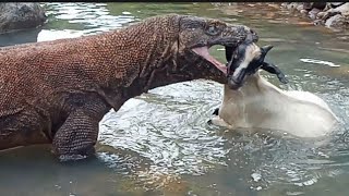 extraordinary  Komodo approached the goat in a puddle of water [upl. by Frerichs]