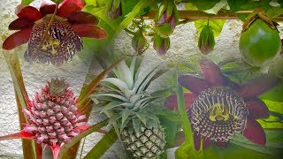 Soul Flowers and Fruits  Free Instrumental Music  No Copyright [upl. by Ardnossak850]