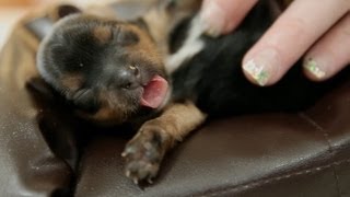 5 Day Old Puppies on Tiny Couches [upl. by Johnny]