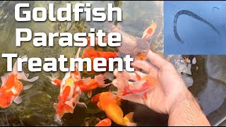 GOLDFISH PARASITE TREATMENT  PREVENTION  Flubendazole Levamisole Praziquantel [upl. by Anitsej]