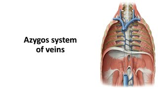 Azygos system of veins Prof Dr Md Ashfaqur Rahman [upl. by Rubetta]