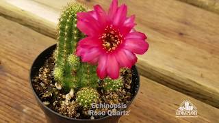 Quick Peek Echinopsis Rose Quartz [upl. by Sug951]