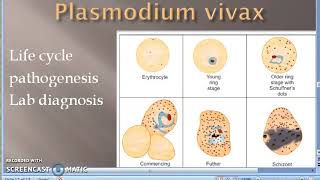 Parasitology 075 a Plasmodium Malaria Life Cycle Moquito Sporozoite Merozoite female Anopheles [upl. by Halli]