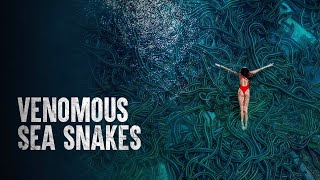 How to Survive Venomous Sea Snakes [upl. by Niran]