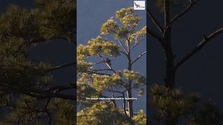 A Steppe Eagle from the Himalayas [upl. by Edrahs]