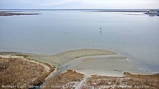 Bald Eagle Pursues Duck on Barnegat Bay  BL Osprey Cam Highlight [upl. by Anrim]