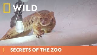 Why Do Bush Babies Have Sticky Hands  Secrets Of The Zoo  National Geographic WILD UK [upl. by Dahsra]