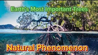 Ultimate Survival Tree  Different Mangrove Species Joined Together  Natural Phenomenon  Florida [upl. by Ahseiat]