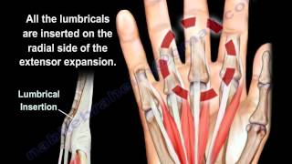 Lumbrical Muscles Of The Hand Anatomy  Everything You Need To Know  Dr Nabil Ebraheim [upl. by Angelica]