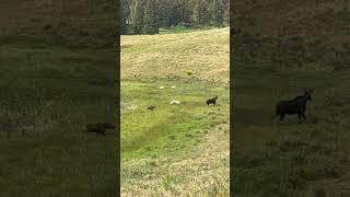 Moose amp calf yellowstonenationalpark wildlife moose calf awesome experience travel nature [upl. by Orazio]