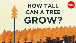 How tall can a tree grow  Valentin Hammoudi [upl. by Eluj]