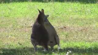 Male agile wallabies Macropus agilis [upl. by Zemaj]