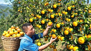 The Ruby in Fruit Harvesting Oranges Sacha Inchi Bodhi Tree Seeds Go to Market Sell Ly Trung Thu [upl. by Sirotek113]