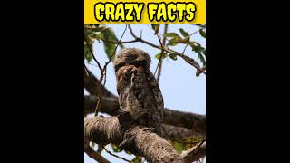 potoo birdbirds factsanimalfacts quizzes animals worldhistoryquiz facts quizmonkey [upl. by Dunaville968]