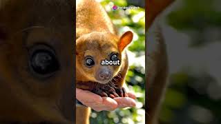 Meet the Adorable Kinkajou 🐾 [upl. by Nilac42]