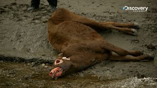 The Unexplained Files  Cattle Mutilation [upl. by Cart469]