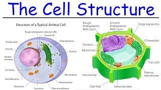 Biology  Intro to Cell Structure  Quick Review [upl. by Ayerdna462]