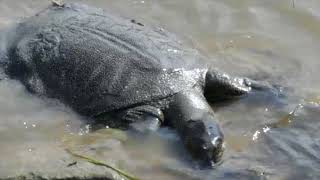 Nile Softshell Turtle Trionyx triunguis [upl. by Ozen]