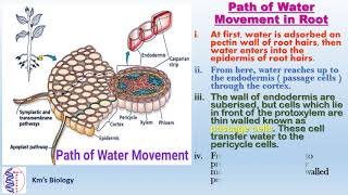 Various Path of Water Absorption in Plant [upl. by Padraic]