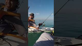 goldentrevally trevally kayakfishing fishing gomokayak dubai Uae fishinguae viralvideo [upl. by Ratep]