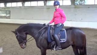 Developing a longer leg in the sitting trot by Equilearn [upl. by Maffei]