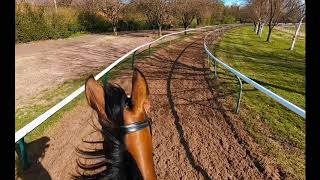 Racehorse training Riding out on the gallops in Newmarket [upl. by Malcom329]