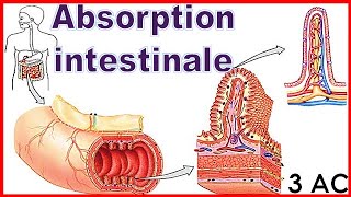 Absorption intestinale 3AC [upl. by Niel]