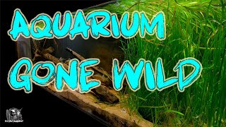 Aquarium GONE WILD An amazing 300 gallon North American Native Fish home Aquarium [upl. by Allred138]