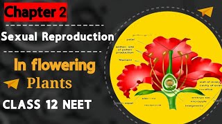 Sexual Reproduction in Flowering Plants Class 12  Chapter 1 CBSE NEET  video education [upl. by Kolivas209]