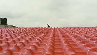 Bird Perched on Roof  Serene Stock Footage [upl. by Enavi]