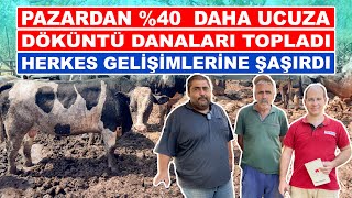 Pazardan 40 Daha Ucuza  Döküntü Danaları Topladı  Herkes Gelişimlerine Şaşırdı [upl. by Eilatam166]