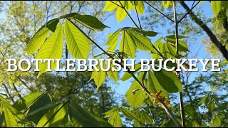 The Beautiful Bottlebrush Buckeye [upl. by Cowley]