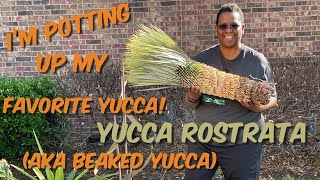 174 Spotlight Plant How To Plant Yucca Rostrata  My Favorite Yucca [upl. by Engen]