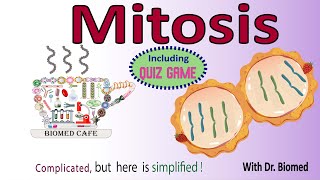 Mitosis Phases and function [upl. by Lias788]