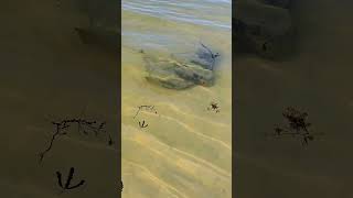 Wild Stingrays at Masons Bay Western Australia stingrays vanlife australia [upl. by Dacia285]