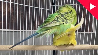 Budgies Parrots Mating Video  Budgies Breeding Season  Birds and Beyond [upl. by Brodeur]