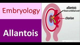 Allantois Anatomy Understanding Fetal Membrane Connections [upl. by Landsman]