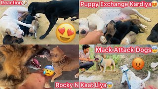 Jora Or Julie K Puppes Exchange Kardiya🐶 Roxcy N Mujha He Kaat Liya😰 Mack Attack Dogs😡 [upl. by Lirba]