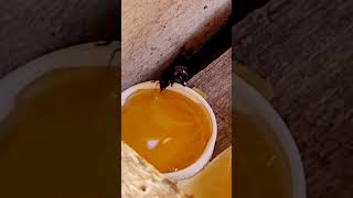 Mandaçaia tomando um delicioso mel de jataí asf abelhasnativas bee [upl. by Epoh]