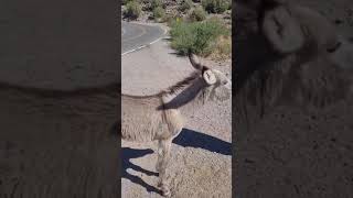 DONKEYS at OATMAN ARIZONA ROUTE 66 shortsvideo shortvideo route66 route66roadtrip [upl. by Fredela]