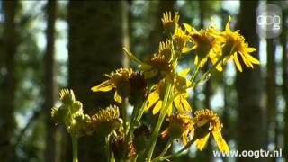 Essentaksterfte treft Kardingerbos [upl. by Engeddi]