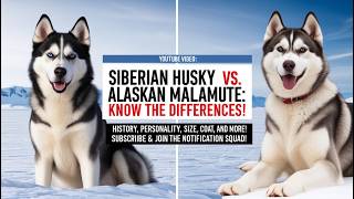 Siberian Husky vs Alaskan Malamute A Guide to Choosing Your Ideal Sled Dog siberianhusky [upl. by Rie]