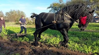 🎬🖥PERCHERON 🔥ФАРАОН🔥 спогади про нелегку працю🚜🍂💪🖐 [upl. by Anigroeg]