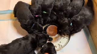 Hovawart puppies eating dinner on Halloween 10312024 [upl. by Conlen]