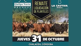 REMATE LIQUIDACION DE PLANTELES QUILPO NORTE Y LA CAUTIVA Brangus Genética donantes [upl. by Nilyam]