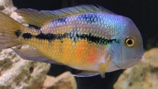 American Cichlid Species  Hypsophrys nicaraguensis quotNicaraguan Cichlidquot Female [upl. by Rednael]