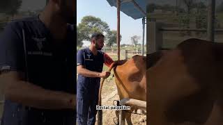 Rectal palpation animals cow dairy sahiwalcows treatment ai palpation [upl. by Zile911]