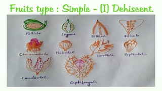 1 Simple a Dehiscent Fruit [upl. by Inoy140]