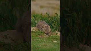 Adorable Wombat constructing his burrow wildlife [upl. by Pebrook973]